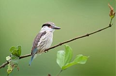 Striped Kingfisher